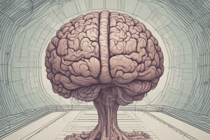 Visual Perception Pathways in Brain