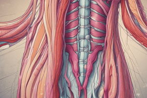 Muscle Tissue