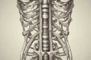 AXIAL SKELETON