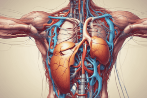 Anatomía y Fisiología del Sistema Urinario