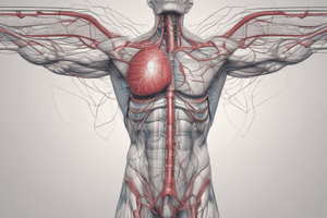 Anatomy of the Right Atrium