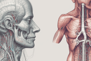 Respiratory Anatomy 1.2