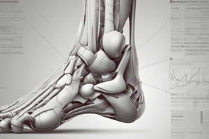 Anatomy of the Ankle Joint