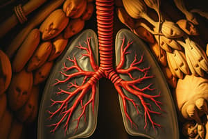 Respiratory Physiology Review