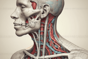 Pharynx, Larynx and Trachea