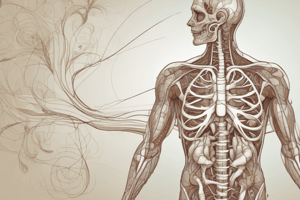 Respiratory System Anatomy easy