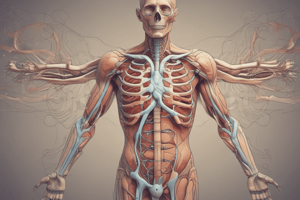 Respiratory System Anatomy