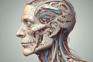 Facial Anatomy and Nerve Functions