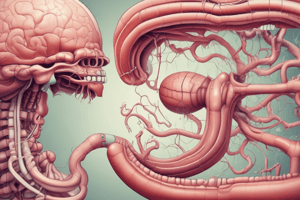 Functions of the Stomach