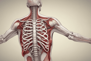 Thoracic Injuries and Anatomy Review