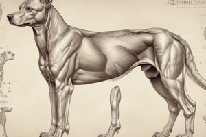 Anatomy of Canine Abdominal Oblique Muscles