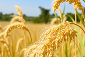 Ethiopian Grain: Historical and Botanical Overview