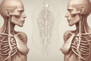 Human Anatomy: The Lungs