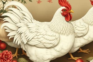 Poultry Flashcards