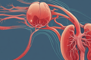 Human Anatomy: Kidney Structure and Function