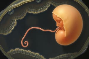 Fertilization and Mitosis in Embryology