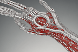 Ninja Nerd - Circulatory System | Arteries & Veins of the Upper & Lower Limbs | Wire Man Model