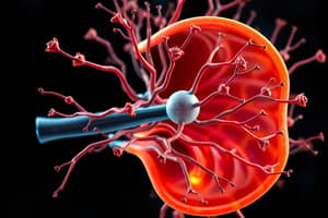 Biology Chapter: The Auditory System and Sensory Receptors