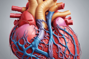 Anatomy of the Heart: Left Atrium and Left Ventricle Features