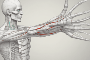 Anatomía del Miembro Superior