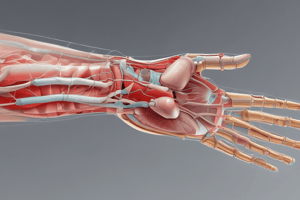 Wrist Imaging and Anatomy