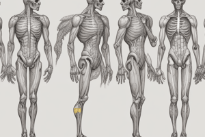 Human Anatomy: Upper and Lower Limbs Comparison