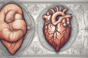 Fetal Cardiac Development