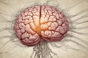 Cerebellum Input Pathways Quiz