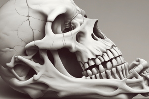 Anatomy of the Foot: Tarsal Bones