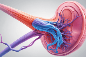 Male Reproductive System Anatomy