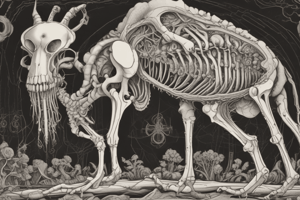 Skeletal Anatomy and Ossification