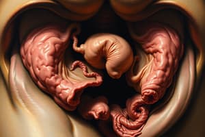 Embryologie des Malformations Ano-Rectales