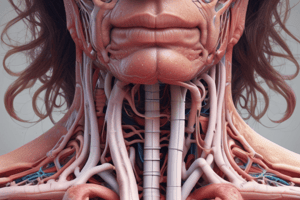 Respiratory System Anatomy: Trachea, Bronchi, and Larynx Structure