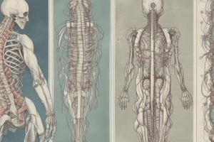 Il Midollo Spinale: Anatomia e Struttura