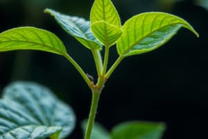 Metabolism Primar și Secundar la Plante