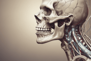 Mandibular Nerve Anatomy and Function