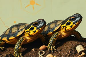 Growth Mindset and Turtle Behavior Quiz