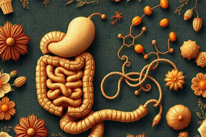 Carbohydrate Digestion Overview