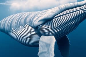 Whale Characteristics Quiz