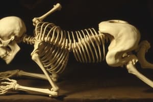 Appendicular Skeleton Overview