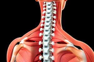 Muscle Function and Stabilization Quiz