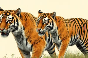 Amur Tigers Conservation Success