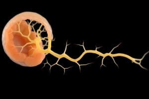 Développement embryonnaire du système nerveux central