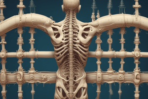 Vertebral Column Anatomy