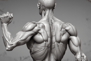 Anatomy of the Shoulder Muscles