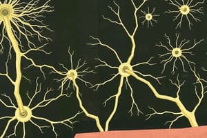 Nervous System: Neurons and Impulses