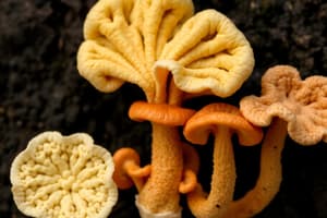 Fungi Types: Yeast and Molds