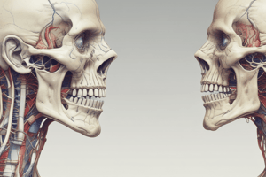 Mandible Movement and Trigeminal Nerve