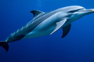 Classification of Dolphins Flashcards