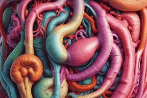 Digestive System Functions Quiz